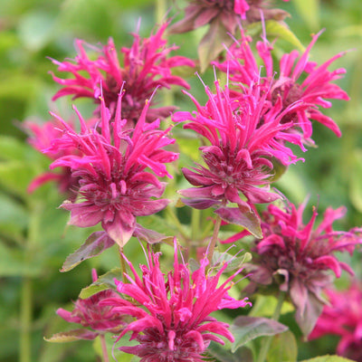 Monarda 'Bee-Merry' ~ Bee-You™ Bee-Merry Bee Balm