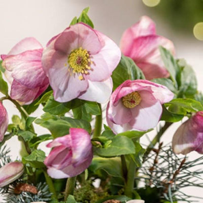 Helleborus x lemperii 'Liara' ~ Liara Lenten Rose
