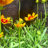 Coreopsis 'Baluptgonz' ~ Uptick™ Gold & Bronze Tickseed