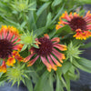 Gaillardia 'Copper Sun' ~ Spintop™ Copper Sun Blanket Flower
