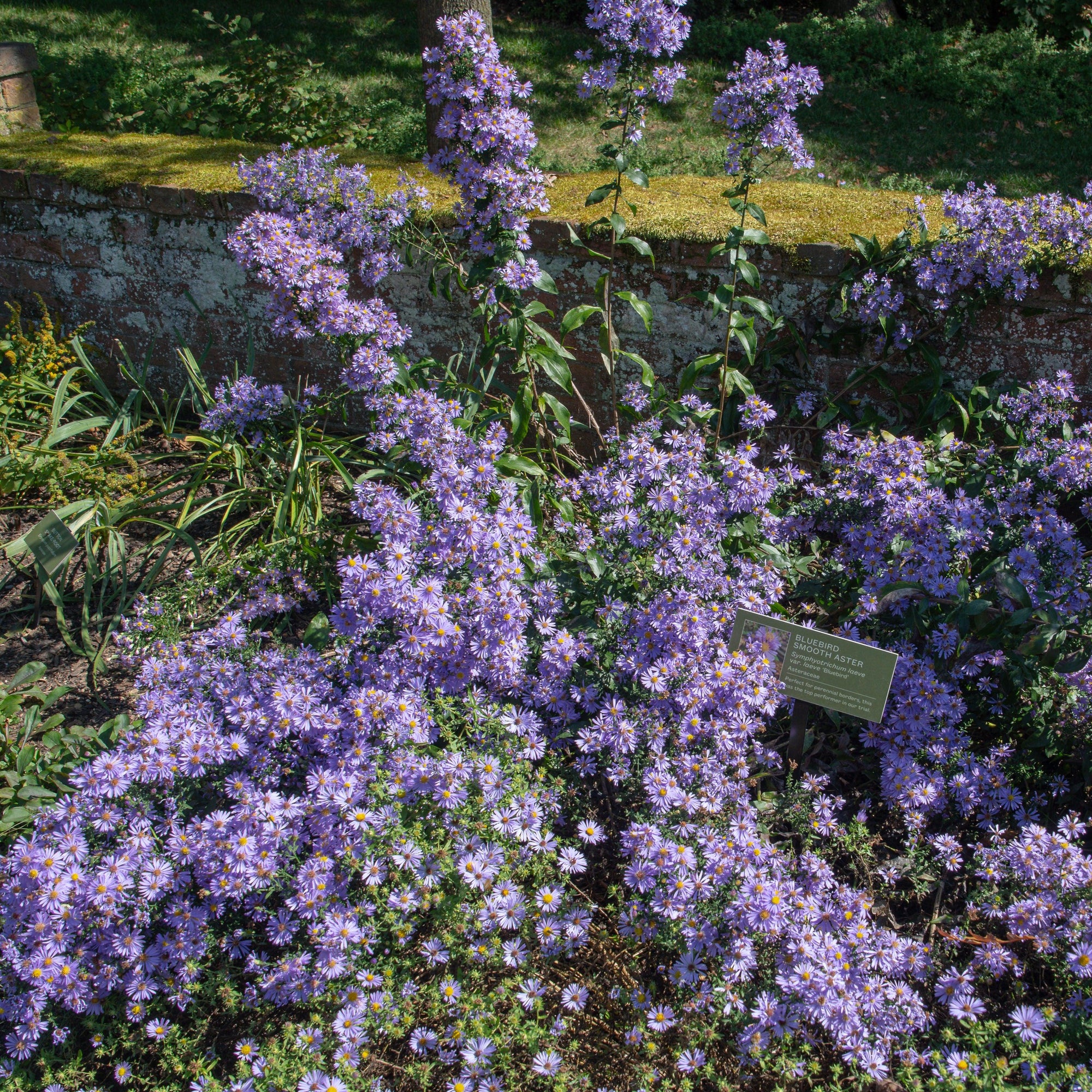 Aster laevis 'Bluebird' ~ Bluebird Smooth Aster