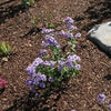 Aster laevis 'Bluebird' ~ Bluebird Smooth Aster