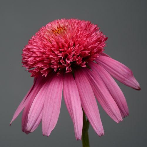 Echinacea hybrida 'Balscblum' ~ Double Scoop™ Bubble Gum Echinacea, Coneflower