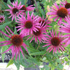 Echinacea purpurea 'Pica Bella' ~ Pica Bella Echinacea, Coneflower