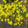 Delosperma nubigenum ‘WOWD20111’ ~ WOW® Golden Wonder Ice Plant