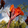 Canna x generalis 'Bronze Orange' ~ CANNOVA® Bronze Orange Canna Lily
