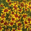 Coreopsis verticillata 'Curry Up' PP28521 ~ Sizzle & Spice® Curry Up Coreopsis