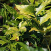 Cyrtomium falcatum 'Rochfordianum' ~ Rochford's Holly Fern