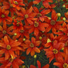 Coreopsis verticillata 'Crazy Cayenne' ~ Sizzle & Spice® Crazy Cayenne Coreopsis
