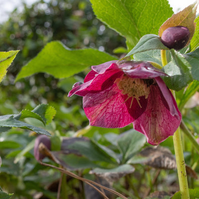 Helleborus x hybridus Frostkiss® 'Tutu' ~ Frostkiss Tutu Lenten Rose