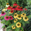 Echinacea x 'PollyNation Mix' ~ PollyNation™ Mix Echinacea, Coneflower