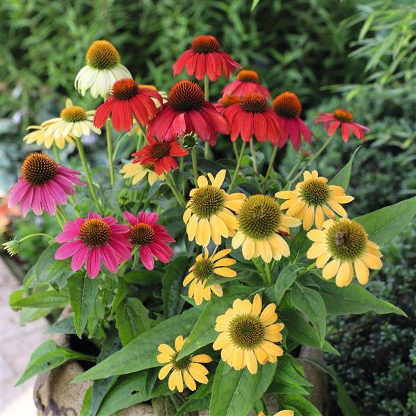 Echinacea x 'PollyNation Mix' ~ PollyNation™ Mix Echinacea, Coneflower