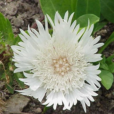 Stokesia laevis 'Divinity' ~ Divinity Stokes' Aster