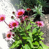 Echinacea 'Solar Flare' ~ Big Sky™ Solar Flare Coneflower