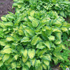 Hosta 'Paradigm' ~ Paradigm Hosta