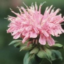Monarda 'Marshall's Delight' ~ Marshall's Delight Bee Balm