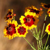 Coreopsis 'Baluptgonz' ~ Uptick™ Gold & Bronze Tickseed