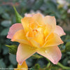 Rosa 'Chewnicebell' PP26532 ~ PW® Color Choice® OSO Easy Italian Ice® Rose