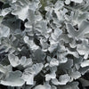 Centaurea ragusina 'Balcentsirl' ~ Silver Swirl Dusty Miller