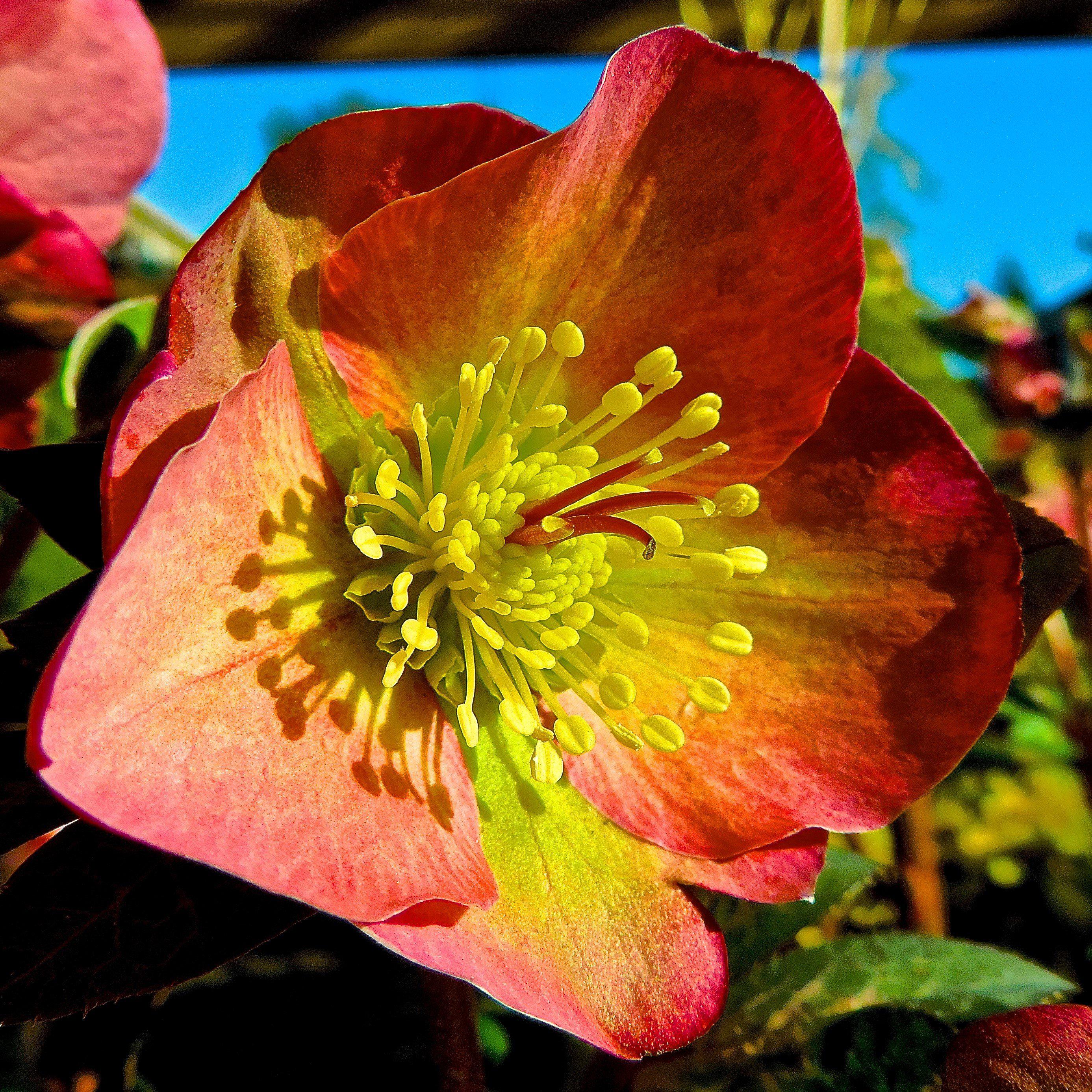 Helleborus x hybridus 'ABCRD01' ~ FrostKiss™ Penny's Pink® Lenten