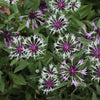 Centaurea montana 'Amethyst in Snow'~ Amethyst in Snow Bachelor Button