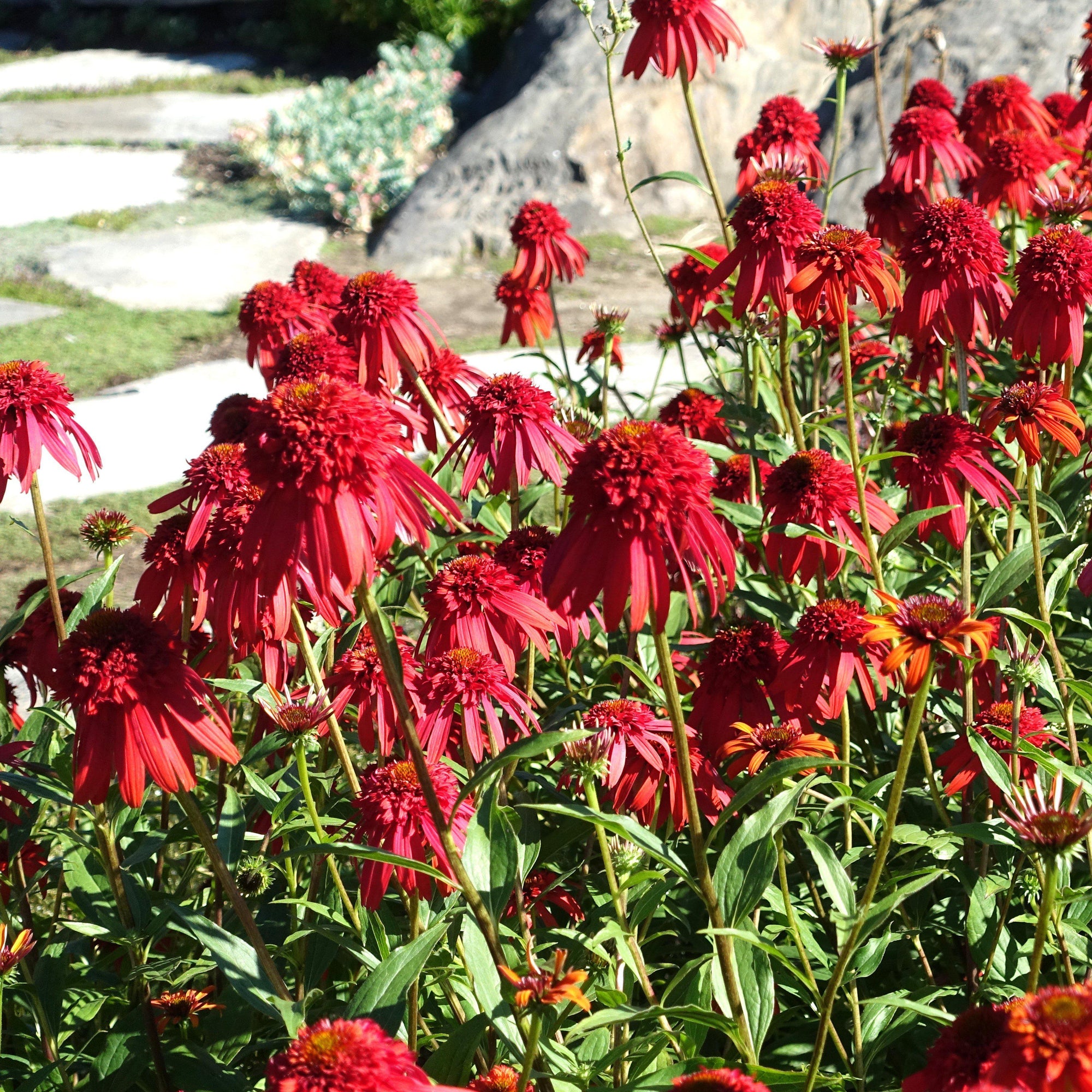echinacea hot papaya seeds Echinacea x 'Hot Papaya' ~ Hot Papaya Echinacea, Coneflower – Riverbend  Nursery