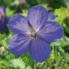 Geranium 'Johnson's Blue' ~ Johnson's Blue Cranesbill
