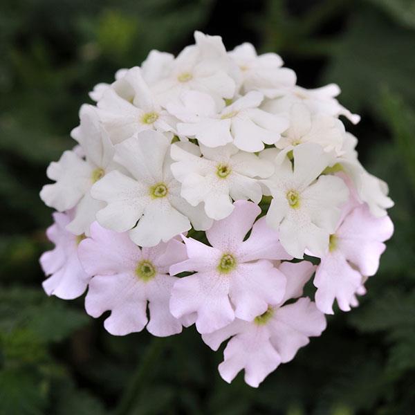 Verbena peruviana 'Balendish' PP25839 ~ EnduraScape™ White Blush