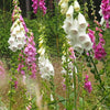 Digitalis 'Camelot Mix' ~ Camelot Mix Foxglove