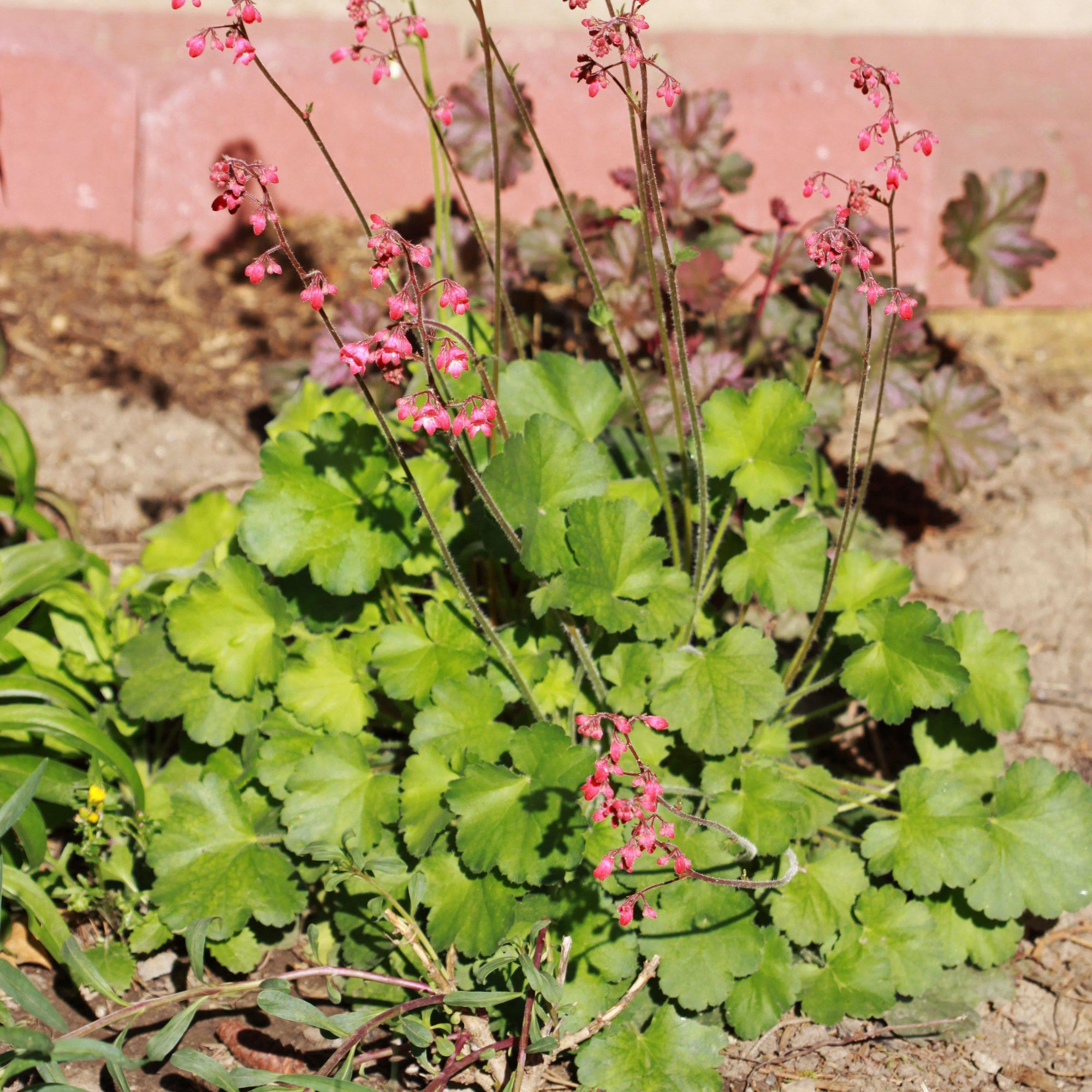 Heuchera 'Bressingham Hybrids' ~ Bressingham Hybrids Coral Bells