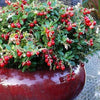 Vaccinium vitus-idaea 'Red Candy' ~ Red Candy Lingonberry