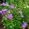 Stokesia laevis 'Mel's Blue' ~ Mel's Blue Stokes' Aster