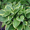 Hosta 'Diana Remembered' ~ Diana Remembered Hosta