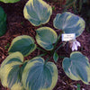 Hosta 'Earth Angel' ~ Earth Angel Hosta