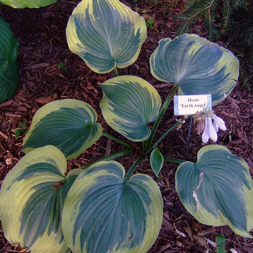 Hosta 'Earth Angel' ~ Earth Angel Hosta