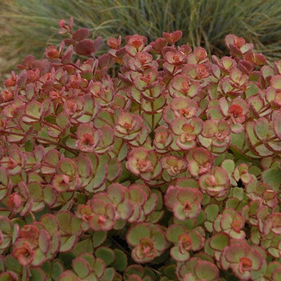 Sedum sieboldii ~ October Daphne Stonecrop