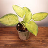 Hosta 'Paradigm' ~ Paradigm Hosta