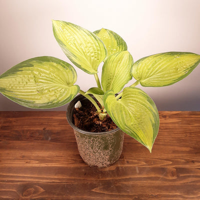 Hosta 'Paradigm' ~ Paradigm Hosta