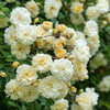Rosa 'Auscanary' ~ Malvern Hills® Rose