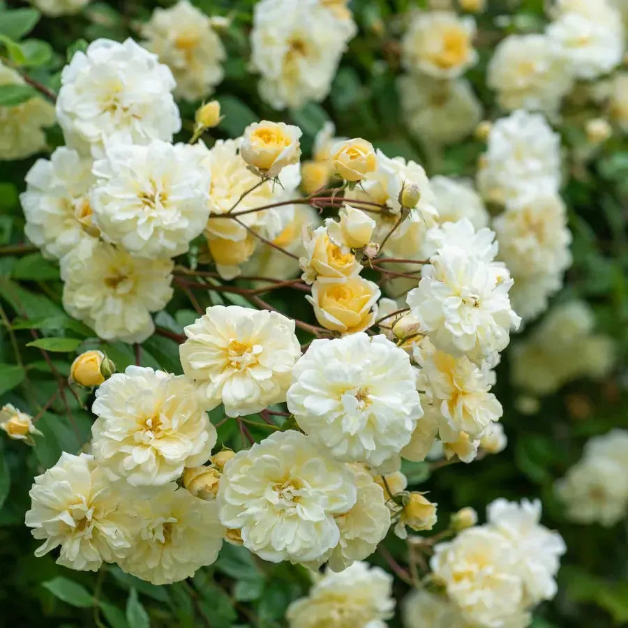 Rosa 'Auscanary' ~ Malvern Hills® Rose