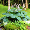 Hosta 'T Rex' ~ T Rex Hosta