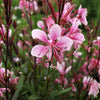 Gaura lindheimeri 'Sme-2' ~ Passionate Blush™ Gaura
