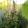 Digitalis 'Balroxose' ~ Arctic Fox Rose Foxglove