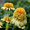 Echinacea 'Lemon' ~ Sunny Days™ Lemon Coneflower