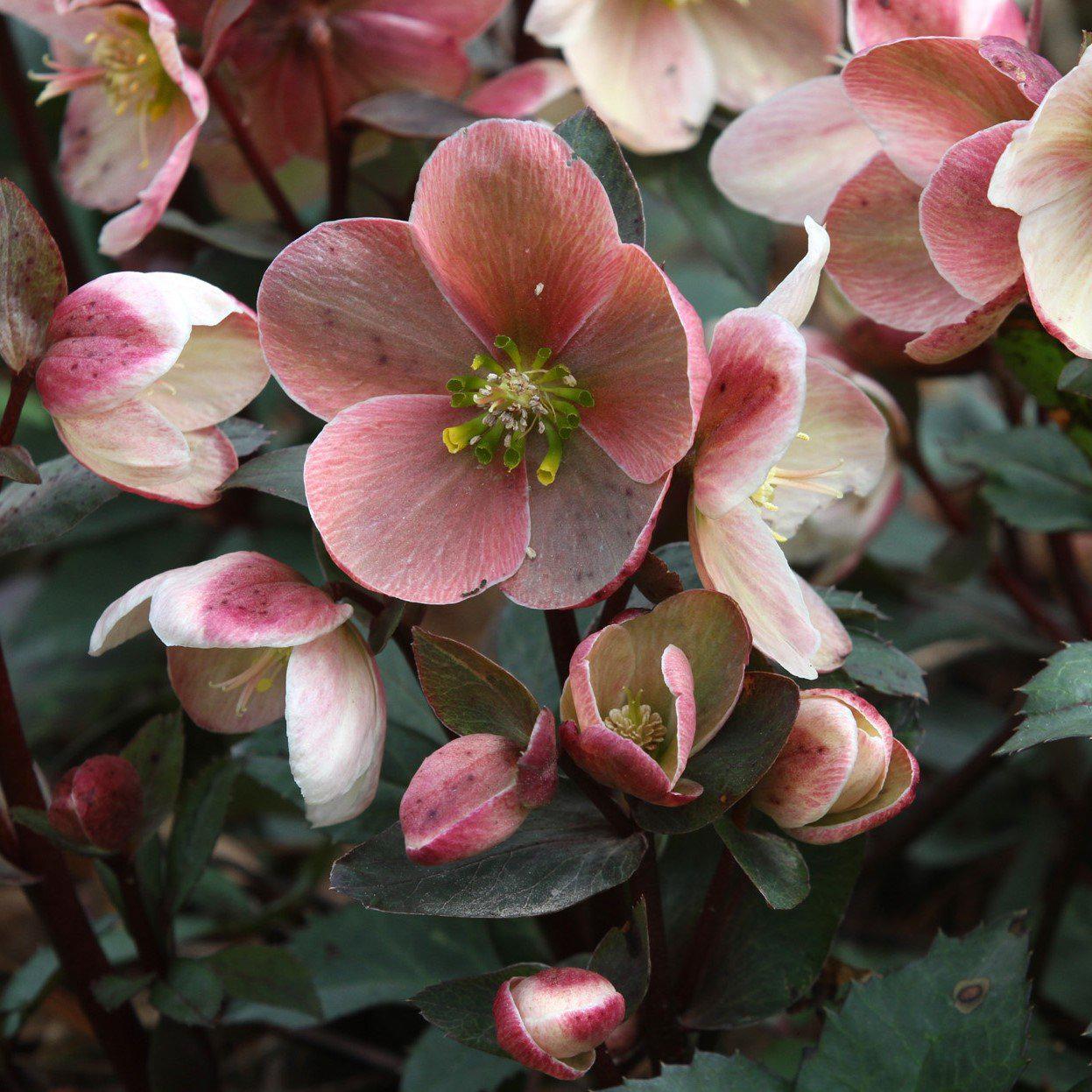 ミロ ロラン・ペンローズ Gold Collection Merlin Hellebore - Lenten Rose for Sale