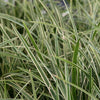 Carex morrowii 'Ice Dance' ~ Ice Dance Sedge