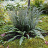 Struthiopteris spicant ~ Deer Fern, Hard Fern