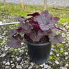 Heuchera 'Obsidian' ~ Obsidian Coral Bells