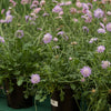 Scabiosa columbaria 'Pink Mist' ~ Pink Mist Pincushion Flower
