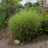 Miscanthus sinensis 'Zebrinus' ~ Zebra Grass